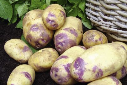 צילום חברת ג'רמיקופה