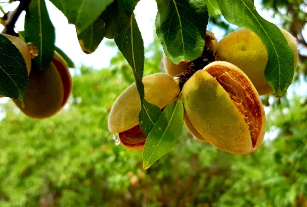 מגדלי הפירות: עליה ביבול השקד שיעמוד השנה על כ- 8,000 טון