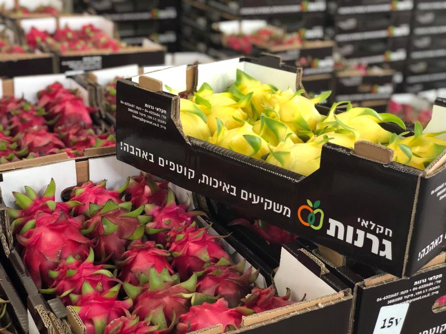 שיווק פיטאיה חקלאי גרנות צילום פיני הלוי