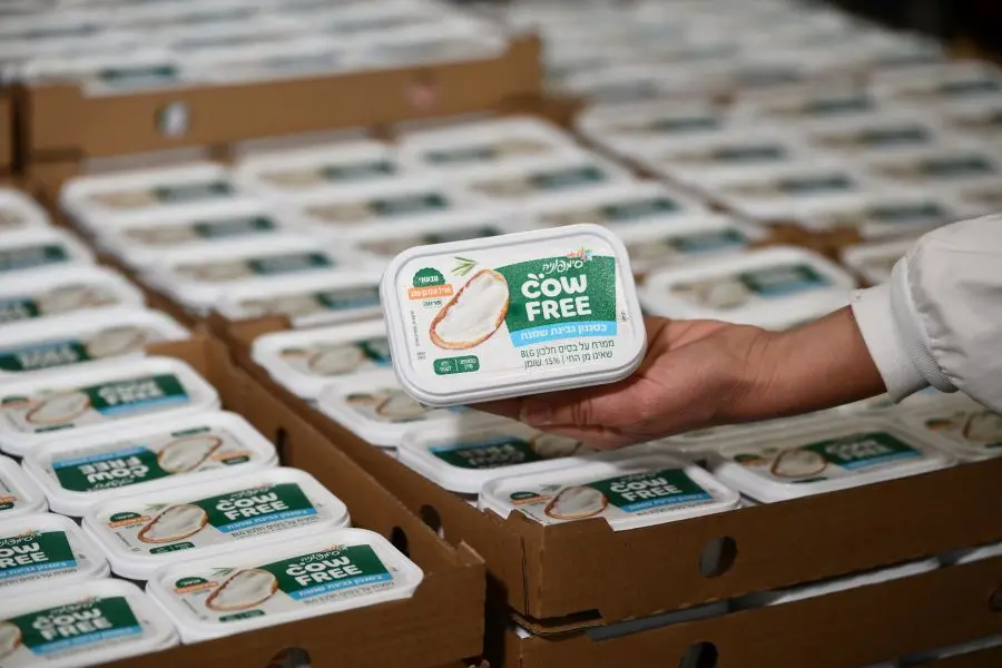 גבינת סימפוניה COWFREE צילום פלג אלקלעי